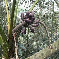 Taiwanesische Banane (Musa itinerans var. formosana)