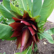 Kluay Pa-Banane (Ensete sp. &#039;Kluay Pa&#039;)