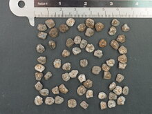 Taiwanesische Banane (Musa itinerans var. formosana)