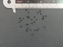 Stachelblume (Massonia depressa)