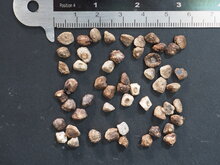 Zwergbanane (Musa acuminata)