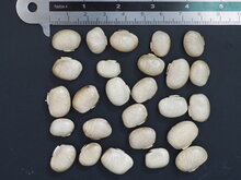 Samtbohne (Mucuna pruriens)