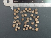 S&uuml;&szlig;e Wildbanane (Musa balbisiana)