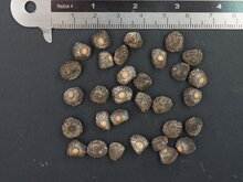 Cheesman-Banane (Musa cheesmanii)