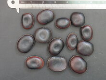 Samtbohne (Mucuna sempervirens)