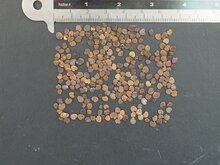 Sturts W&uuml;stenerbse (Swainsona formosa)