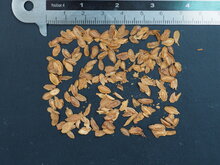 Riesen-Aasblume (Stapelia gigantea)