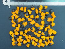 Natal-Paradiesvogelblume (Strelitzia nicolai)