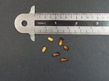 Anthurium (Anthurium brownii)