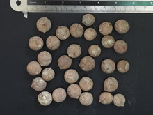 F&auml;cherpalme (Saribus rotundifolia)