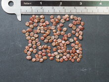 Teppelfrucht (Solanum mammosum)