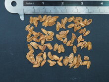 Aasblume (Stapelia leendertziae)