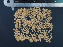 Naranjilla (Solanum quitoense)