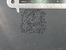 K&ouml;nigin der Nacht (Selenicereus grandiflorus)