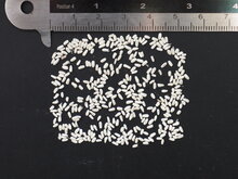 Baum-Philodendron (Thaumatophyllum bipinnatifidum)