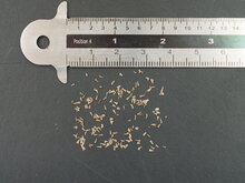 Schwarze Lilie (Xerophyta retinervis)