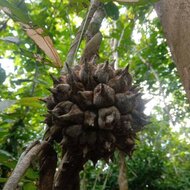 Nanas batu (Phytocrene bracteata)
