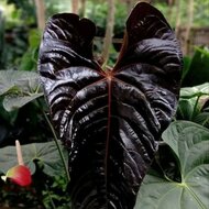 Anthurium (Anthurium chamberlainii X)
