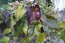 Anthurium (Anthurium chamberlainii X)