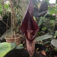 Aronstab (Amorphophallus costatus)