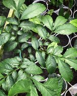 Aronstab (Amorphophallus costatus)