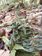 Kletternde Aronstabpflanze (Pothos scandens)