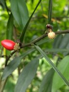 Kletternde Aronstabpflanze (Pothos scandens)