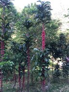 Captaincookia (Ixora margaretae)