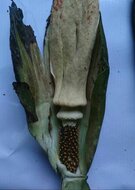 Aronstab (Amorphophallus discophorus)