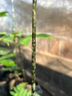 Aronstab (Amorphophallus discophorus)