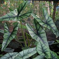 Alocasia (Alocasia princeps)
