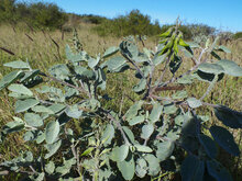 Gr&uuml;ne Vogelblume (Crotalaria cunninghamii)