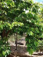 Eisbohne (Inga edulis)