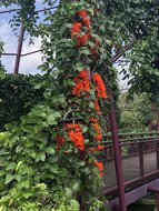 Rote Jadeblume (Mucuna bennettii)