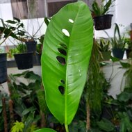 Rhaphidophora (Rhaphidophora megasperma)