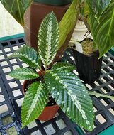 Leea (Leea zippeliana)