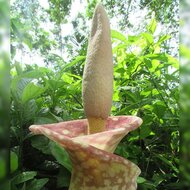 Aronstab (Amorphophallus muelleri)