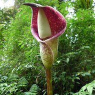 Beccari-Aronstab (Amorphophallus beccarii)