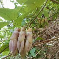 Mucuna (Mucuna sp. &#039;Bengkulu&#039;)