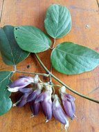 Mucuna (Mucuna sp. &#039;Bengkulu&#039;)