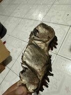 Mucuna (Mucuna sp. &#039;Bengkulu&#039;)