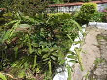 Jatsalpan (Phyllodium pulchellum)