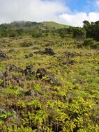 Goethe-Pflanze (Kalanchoe pinnata)
