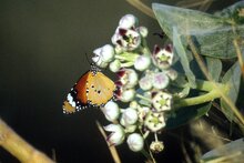 Sodomapfel (Calotropis procera)