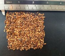 Erdbeerbaum (Arbutus unedo)