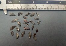 Afrikanische Lilie (Agapanthus praecox)