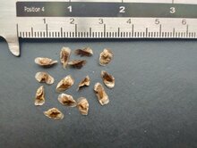 Aloe vera (Aloe vera)