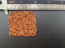 Alpine Ash (Eucalyptus delegatensis)