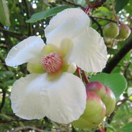 Godapara (Dillenia retusa)