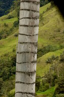 Quindio-Waspalme (Ceroxylon quindiuense)
